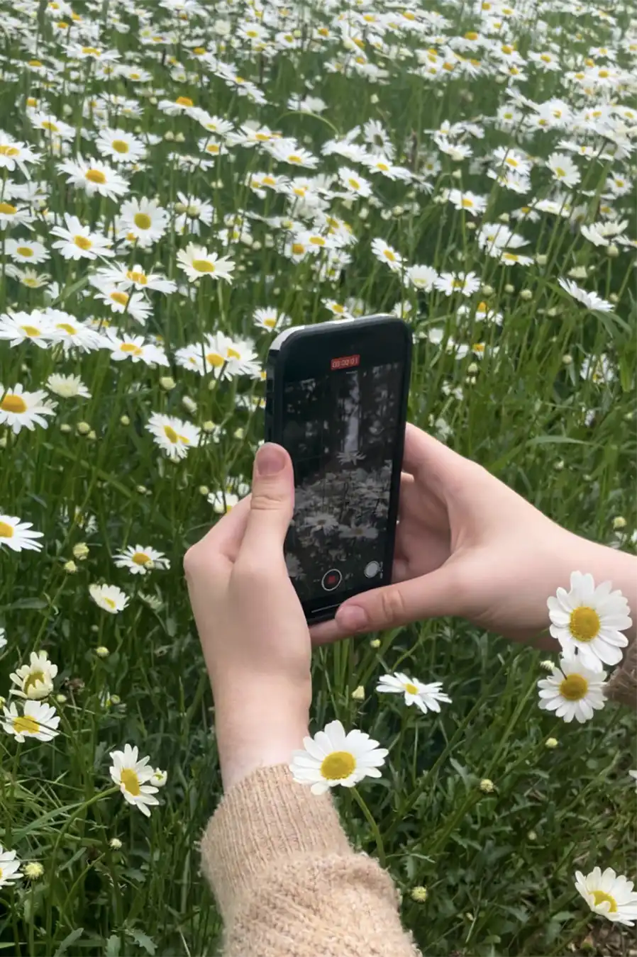 Phone taking a photo of daisies.